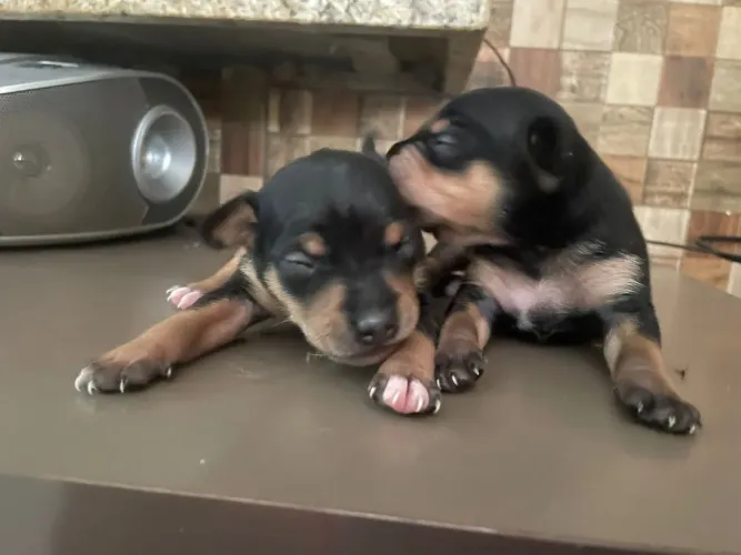Filhote de pinscher cruza número um com zero