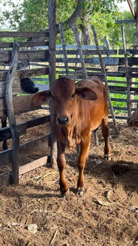 VACA PARIDA 