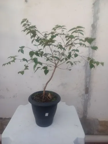 Pé de Pitanga
