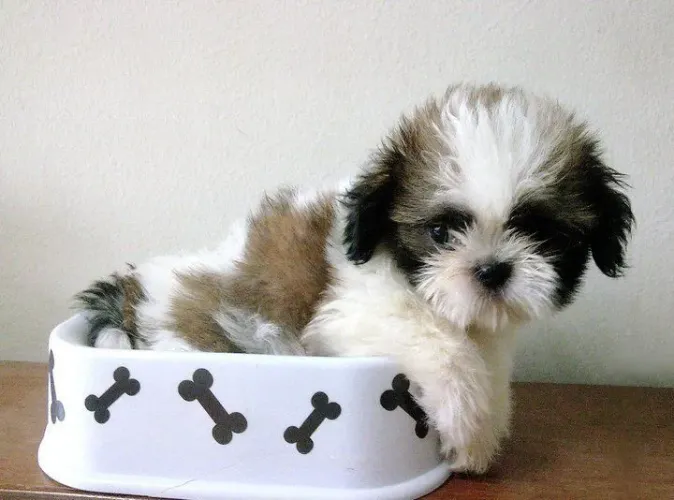 Shih tzu O amor mais sincero vem com patinhas suaves