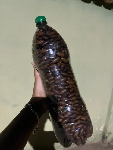 Vendo garrafa de 2 litros de baru, 100 reais 