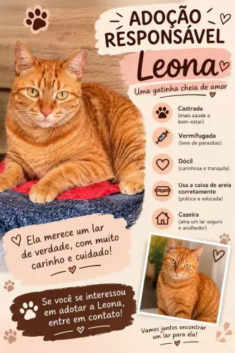 Adoção Responsável - Gata fêmea castrada