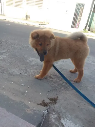 Cachorro