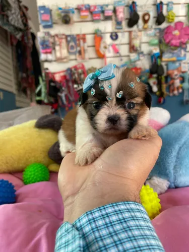 Shih tzu fêmea tricolor mini $2.100,00