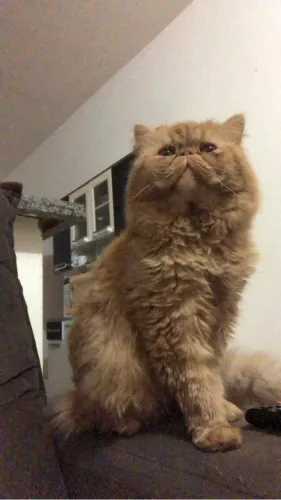 Gato persa 