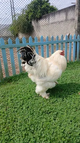 Galinhas Brahma