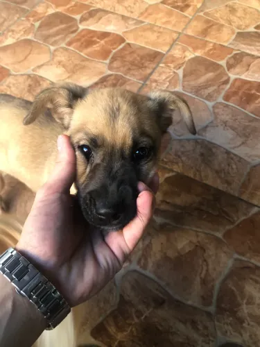 Dog filhote 