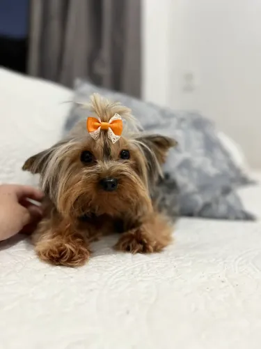 Mini Yorkshire 
