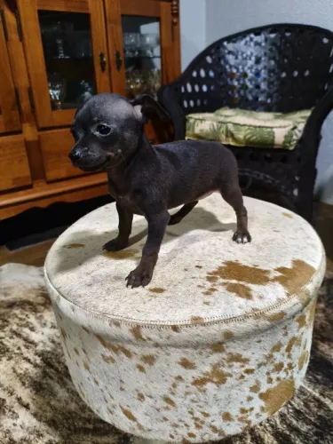 Filhotes pinscher