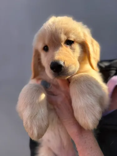 Golden Retriever companheiros eternos