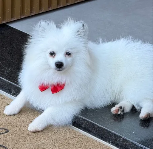 Lulu da pomerânia