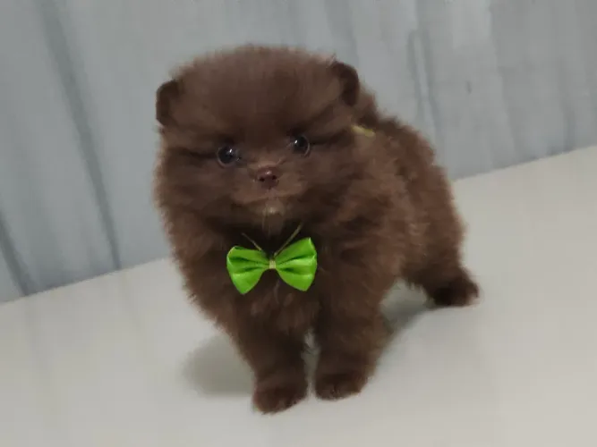 Spitz alemão macho 