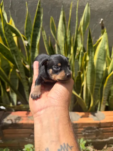 Pinscher macho e fêmea 0-1 