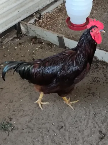 Frango Rod sland red