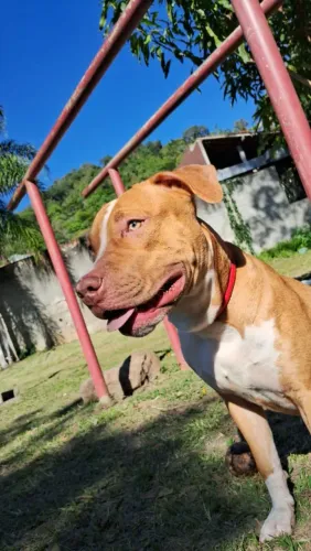 Doação de Pitbull.