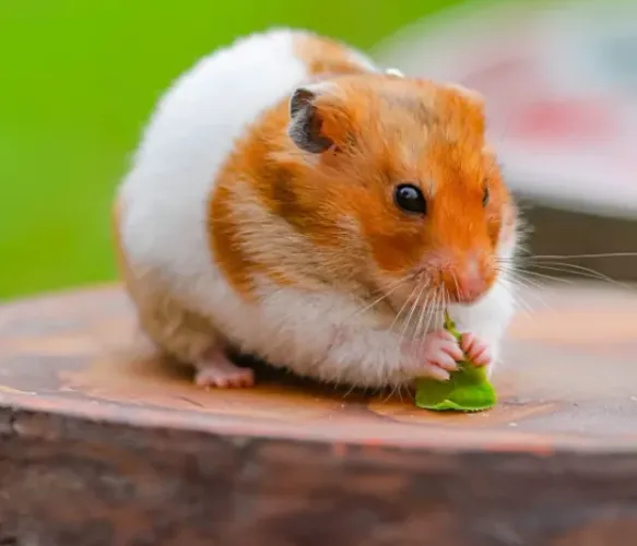 Hamster Sírio macho 