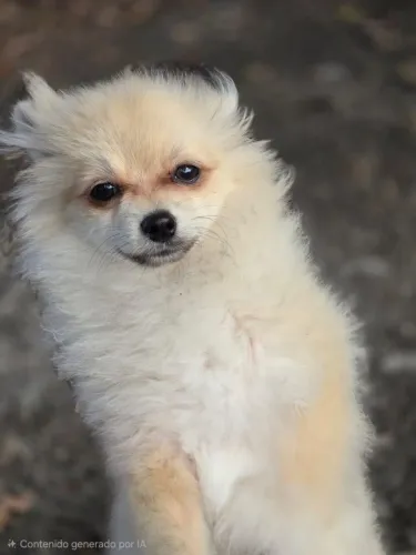 Spitz Alemão (Lulu da Pomerânia) - Filhote Muito Fofo e Saudável