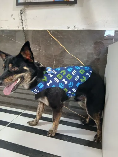 Na Fashion pets moda. Temos muitas opções pra seu pet . *