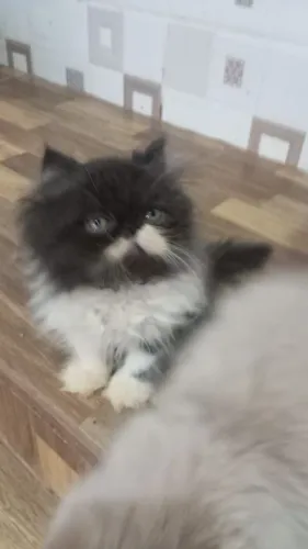 Vendo gato persa macho é fêmea 