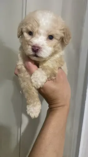 Poodle toy