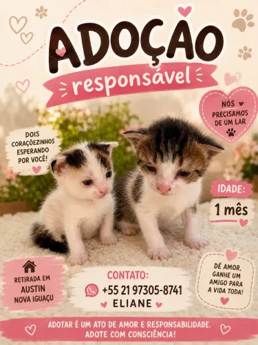 Doação responsável gatinha 