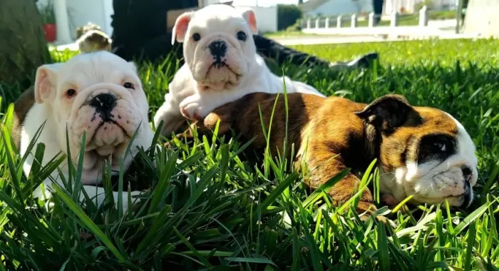Bulldog Inglês contrato de garantia genética e viral.