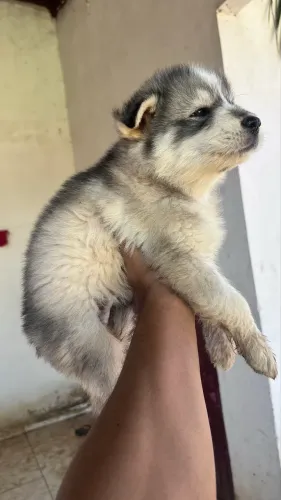 Husky Siberiano