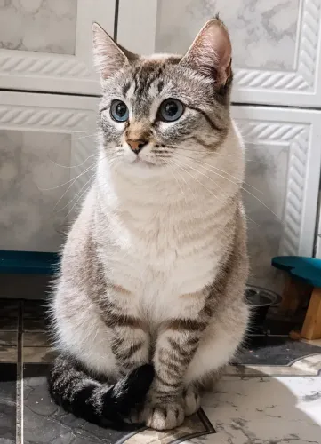 gatinha para adoção responsável 