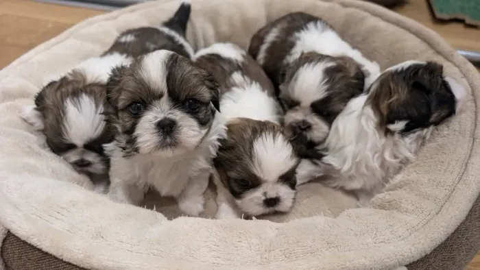 Neném shih tzu/shitzu de linhagem selecionada saudável e dócil