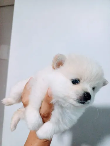 Spitz alemão anão com 50 dias vacinado