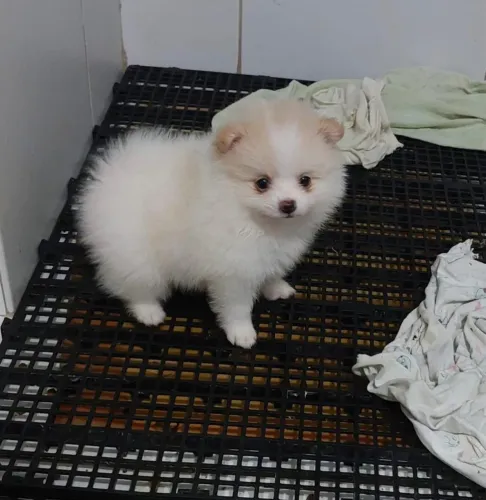 Spitz Alemão Anão - Lulu da Pomerania