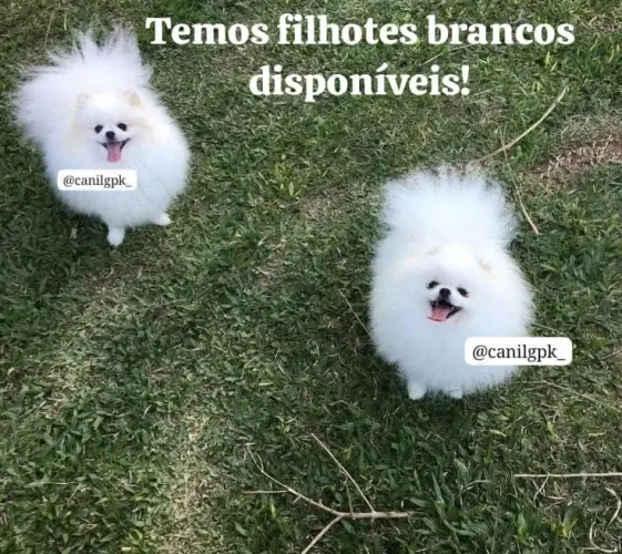Lulu da Pomerânia anões brancos com pedigree!