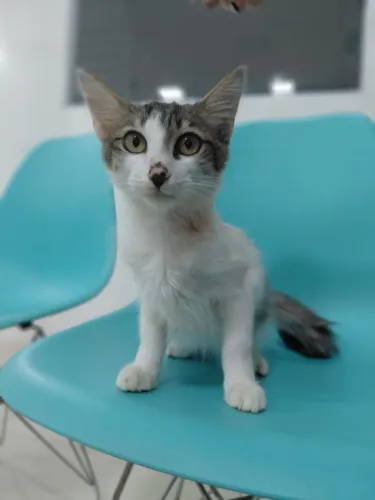 Gatinho filhote para adoção responsável (gato/pet/ gatinho)