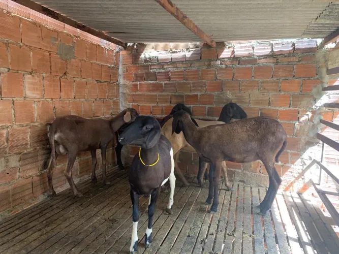 Ovelhas santa Inês