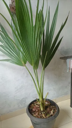 Palmeira leque!