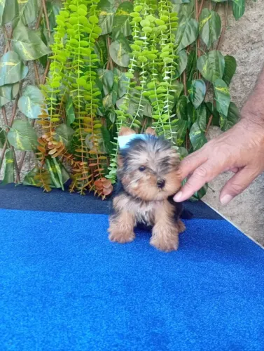 Filhote Yorkie mini muito charmoso