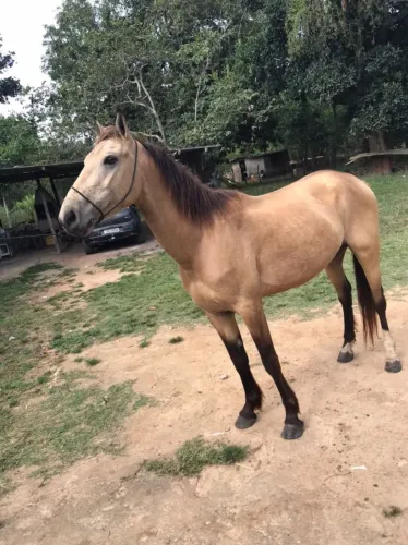 Cavalo