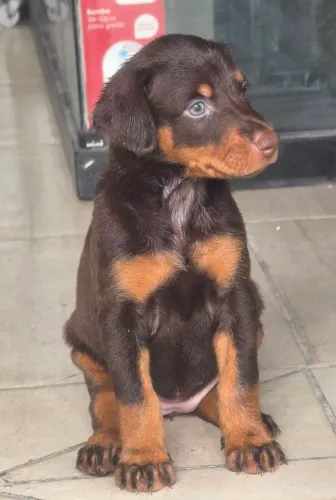 Doberman femea chocolate