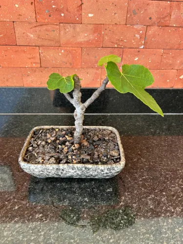 Figo bonsai mini