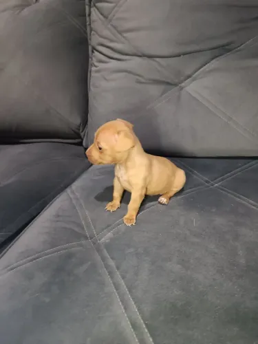 Pinscher macho