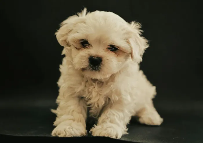 Maltês Esse cachorrinho tem alma de companhia