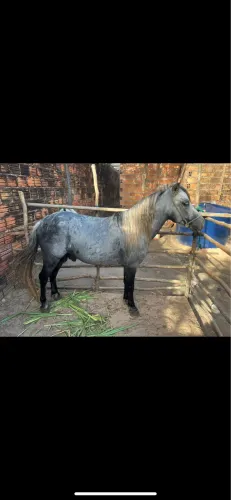Ponei garanhão