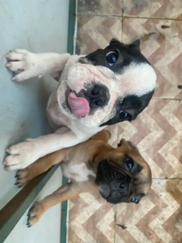 Buldogue Francês (vender casal hoje)