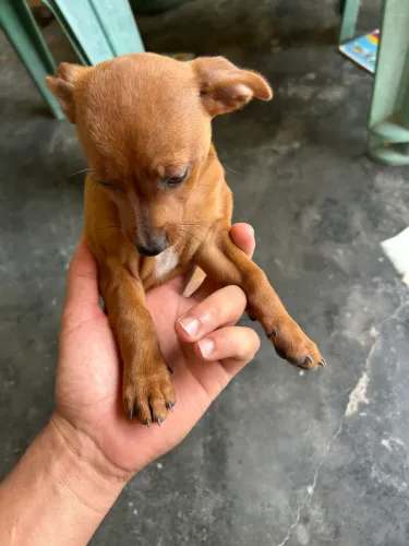 Cachorro Pinscher 1