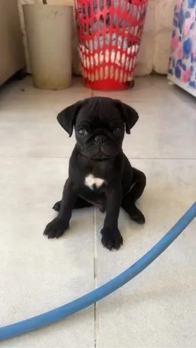 Pug Porte, beleza e personalidade em um só pet