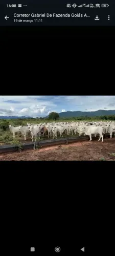 Fazenda 2.725hec em monte alegre de Goiás. R$:100 milhões