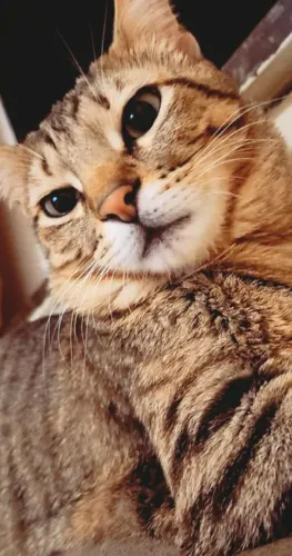 DOAÇÃO GATO CASTRADO