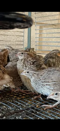 Codornas japonicas 45-60 dias 