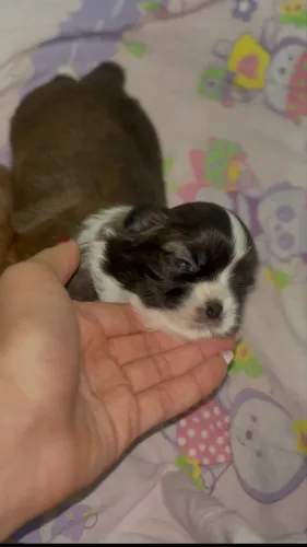 vende-se essa linda cachorrinha shitzu, muito brincalhona
