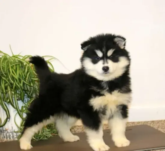 ? Husky Siberiano ? olhos incríveis HOJE